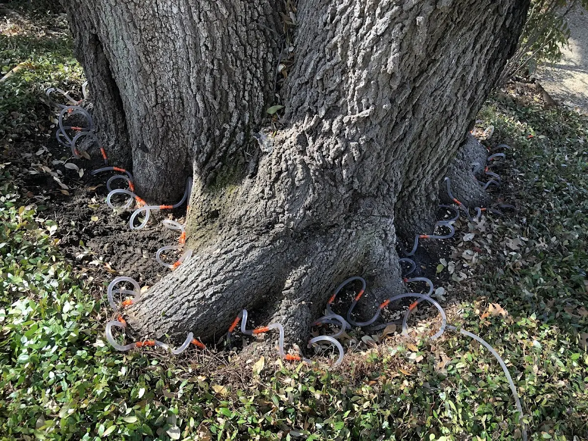 Detailed Tree Cabling and Bracing job site in Guy