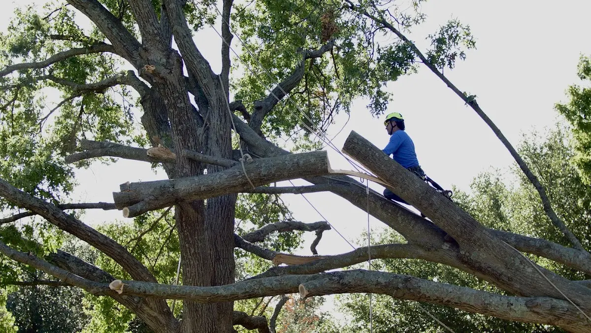 Professional Hazardous Tree Removal performed by certified arborists in Guy